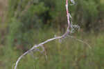 Bog smartweed